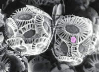 Coccolithovirus, which has about 400,000 base pairs. Public Domain image from Wikipedia.